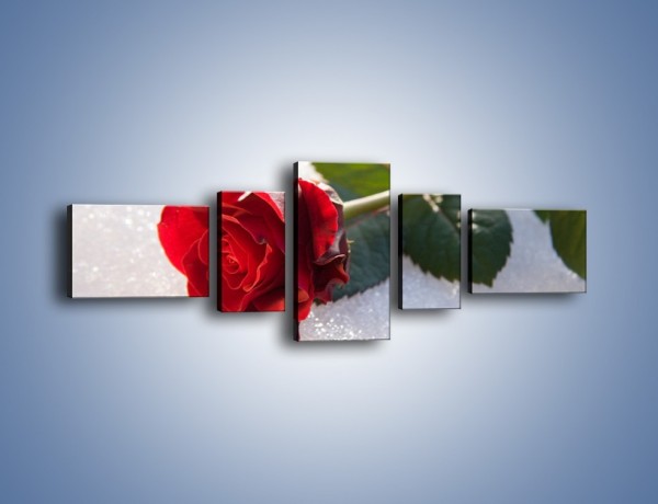 Obraz na płótnie – Gorąca róża na zmrożonej tafli – pięcioczęściowy K946W6