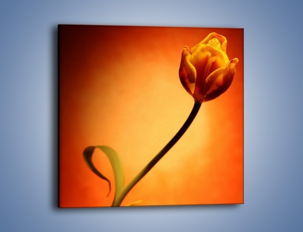 Obraz na płótnie – Zamyślony tulipan – jednoczęściowy kwadratowy K256