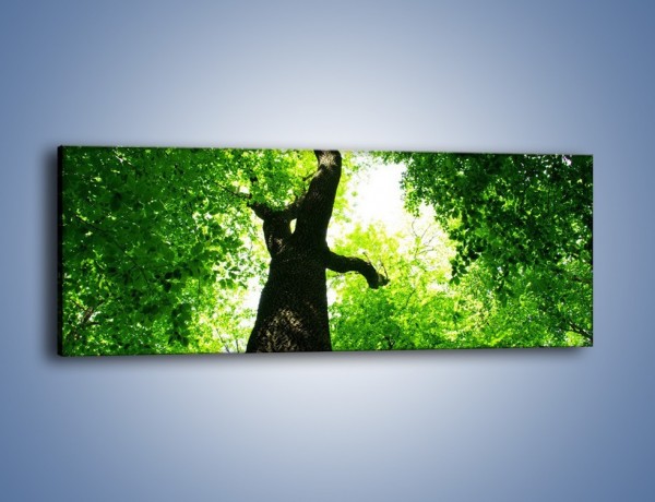 Obraz na płótnie – Drzewo bardzo wysokie – jednoczęściowy panoramiczny KN344