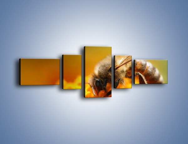 Obraz na płótnie – Pszczoła zbierająca nektar – pięcioczęściowy Z002W6
