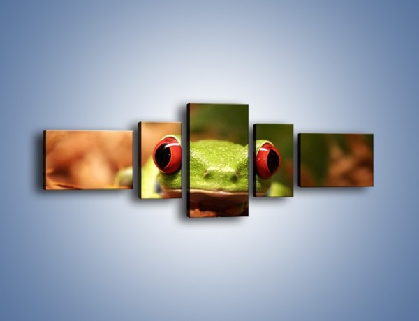 Obraz na płótnie – Bystre oczka małej żabki – pięcioczęściowy Z023W6