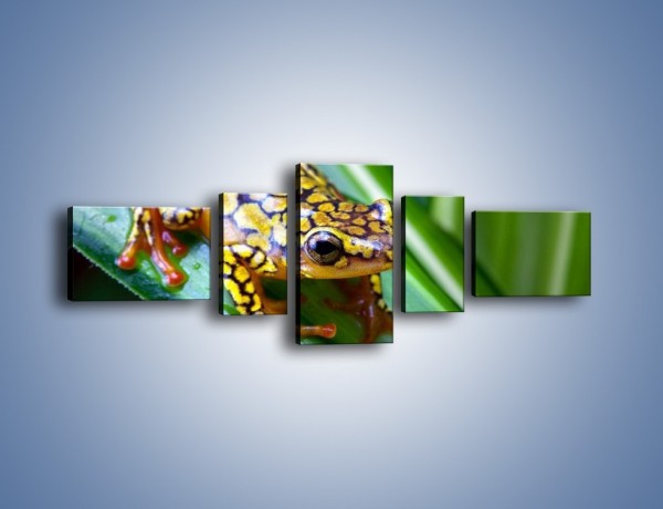Obraz na płótnie – Kolorowy płaz na liściu – pięcioczęściowy Z026W6