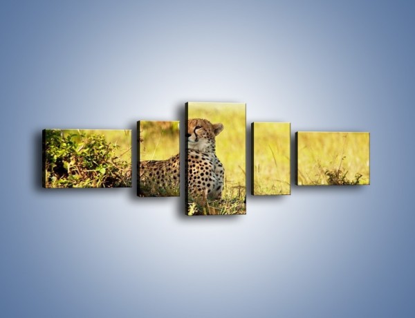 Obraz na płótnie – Relaks z gepardem w cieniu – pięcioczęściowy Z040W6