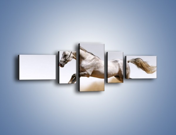 Obraz na płótnie – Srebrny koń w galopie – pięcioczęściowy Z062W6
