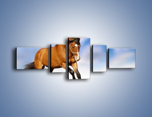 Obraz na płótnie – Przejażdżka na brązowym koniu – pięcioczęściowy Z064W6