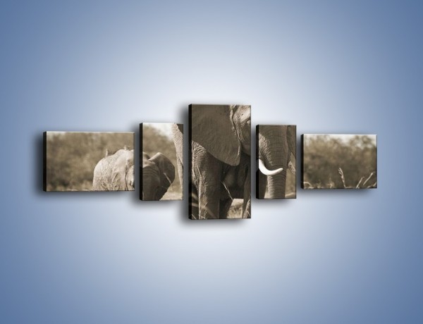 Obraz na płótnie – Wędrówki słoni przez sawannę – pięcioczęściowy Z081W6