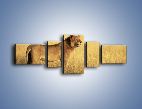 Obraz na płótnie – Czujny wzrok lwicy – pięcioczęściowy Z091W6
