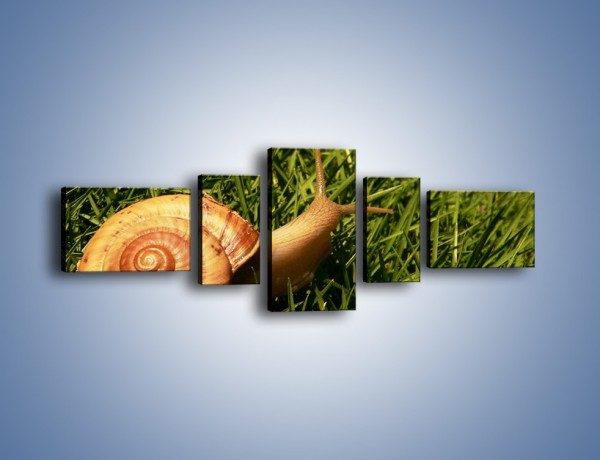 Obraz na płótnie – Z ślimakiem przez łąkę – pięcioczęściowy Z103W6