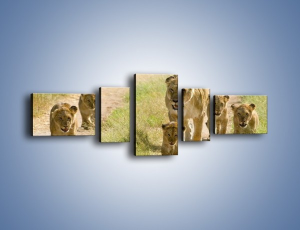 Obraz na płótnie – Spacer z małymi lwiątkami – pięcioczęściowy Z112W6