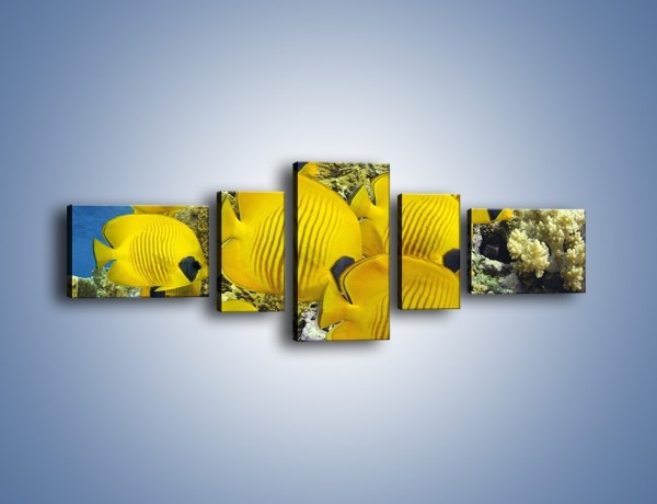 Obraz na płótnie – Słoneczne ryby w oceanie – pięcioczęściowy Z252W6