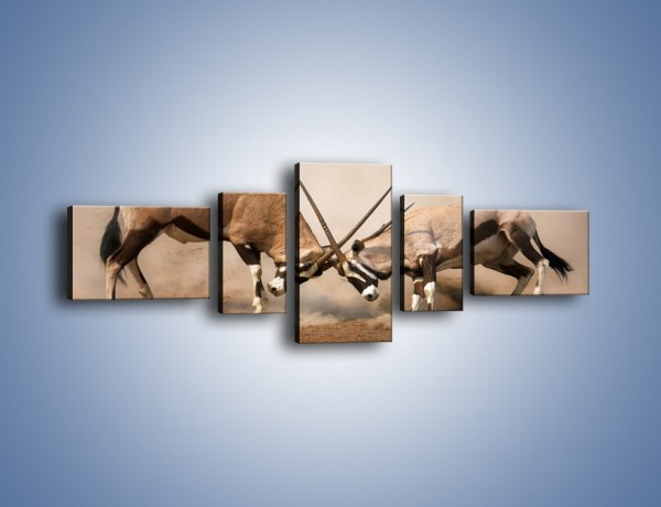 Obraz na płótnie – Walka antylop gnu – pięcioczęściowy Z254W6