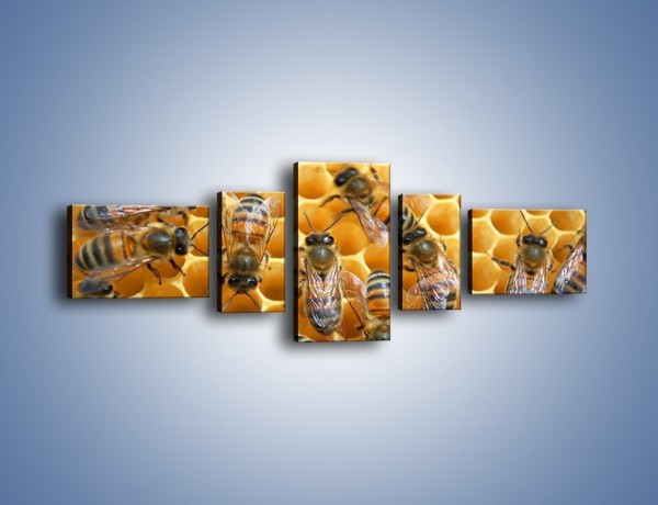 Obraz na płótnie – Pszczoły na plastrze miodu – pięcioczęściowy Z265W6