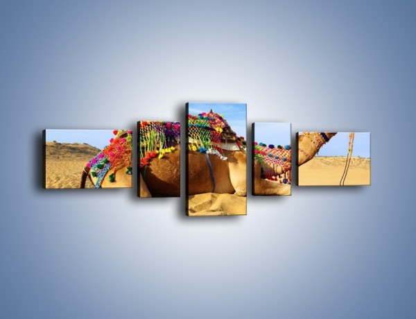 Obraz na płótnie – Wystrojony wielbłąd na pustyni – pięcioczęściowy Z266W6