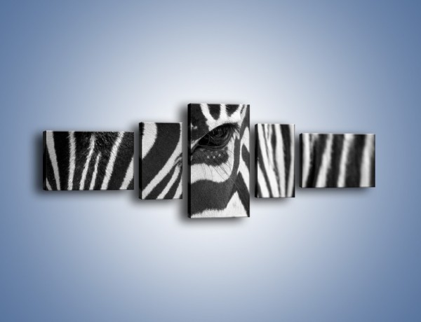 Obraz na płótnie – Zebra z bliska – pięcioczęściowy Z301W6