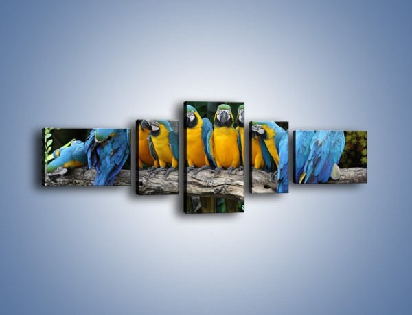 Obraz na płótnie – Narada papuziej rodziny – pięcioczęściowy Z307W6