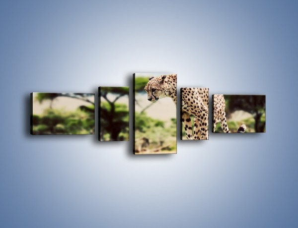 Obraz na płótnie – Cała zwinność geparda – pięcioczęściowy Z315W6