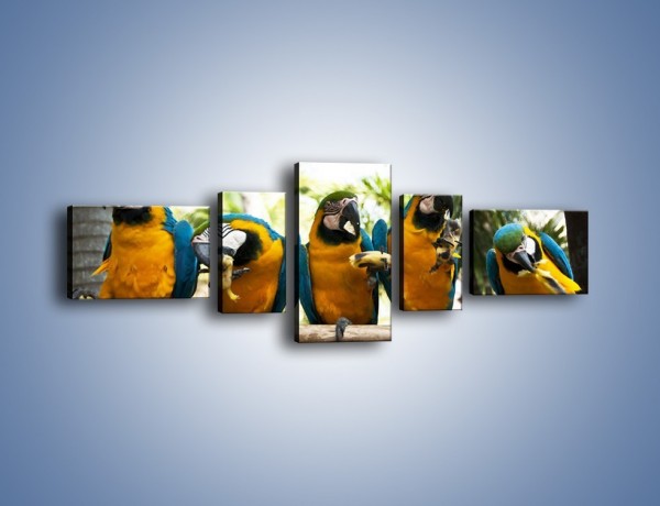 Obraz na płótnie – Piknik z papugami – pięcioczęściowy Z322W6
