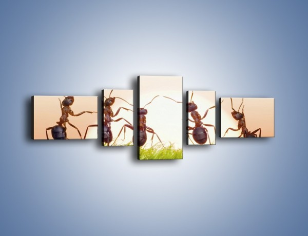 Obraz na płótnie – Taniec mrówek na trawie – pięcioczęściowy Z338W6
