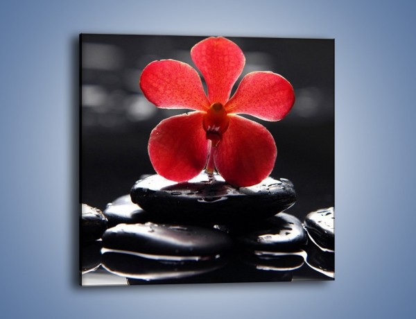 Obraz na płótnie – Kwiat oparty na kamieniu – jednoczęściowy kwadratowy K276