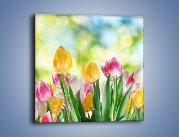 Obraz na płótnie – Tulipany pełne radości – jednoczęściowy kwadratowy K278