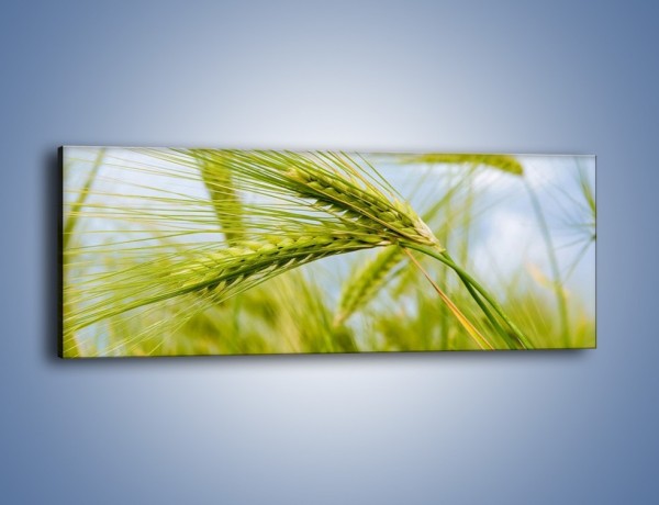 Obraz na płótnie – Za wcześnie na pszenicę – jednoczęściowy panoramiczny KN523