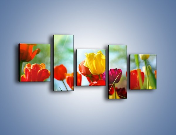 Obraz na płótnie – Pole polskich tulipanów – pięcioczęściowy K011W7