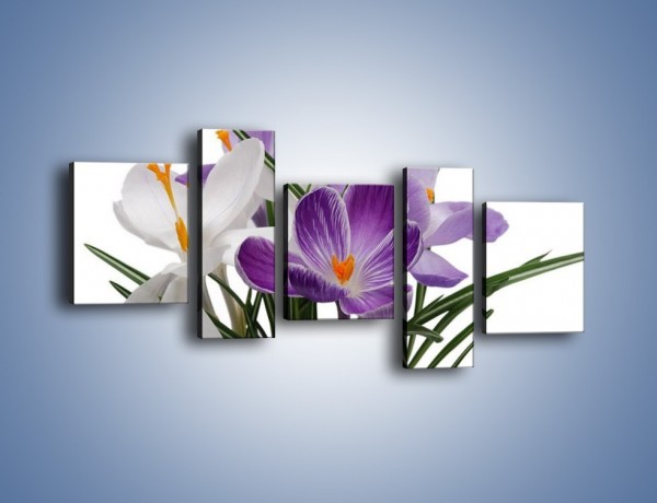 Obraz na płótnie – Biało-fioletowe krokusy – pięcioczęściowy K020W7