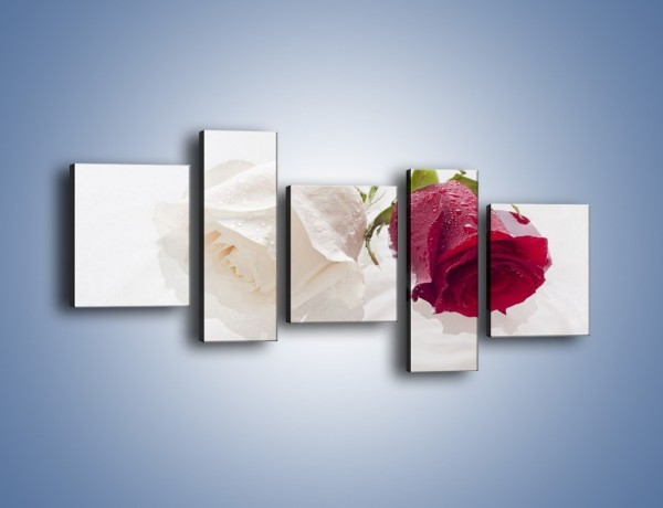 Obraz na płótnie – Róża biała czy czerwona – pięcioczęściowy K077W7