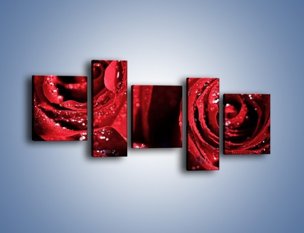 Obraz na płótnie – Róża czerwona jak wino – pięcioczęściowy K170W7