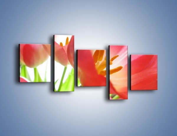 Obraz na płótnie – Rozwinięty tulipan w słońcu – pięcioczęściowy K188W7