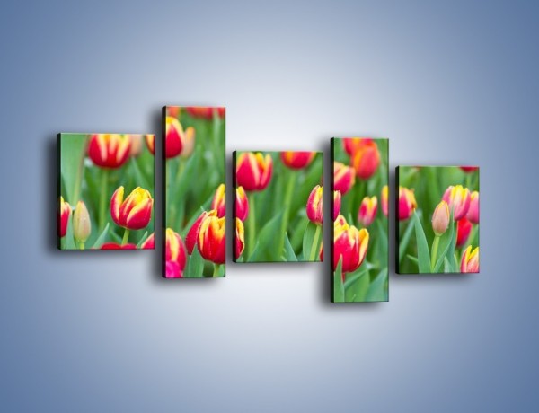 Obraz na płótnie – Spacer wśród czerwonych tulipanów – pięcioczęściowy K231W7