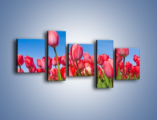Obraz na płótnie – Tulipany czerwone jak nigdy – pięcioczęściowy K345W7