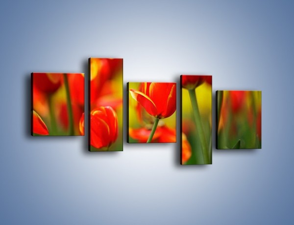 Obraz na płótnie – Wyraźny charakter tulipanów – pięcioczęściowy K349W7