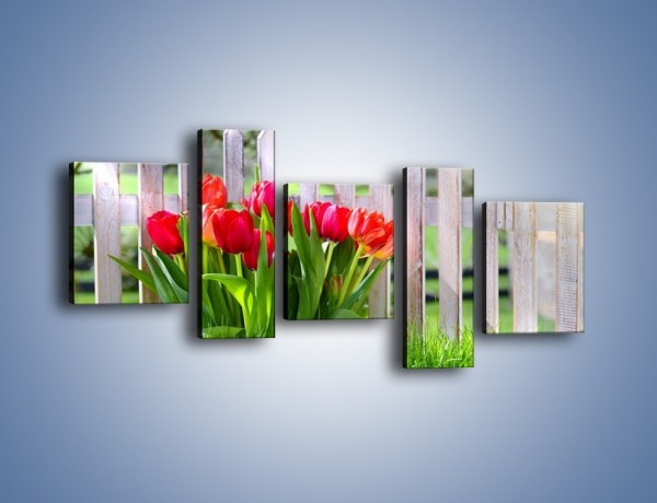 Obraz na płótnie – Tulipanki przy płocie – pięcioczęściowy K554W7