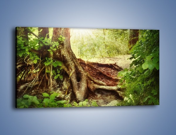Obraz na płótnie – Mocny korzeń starego drzewa – jednoczęściowy panoramiczny KN555