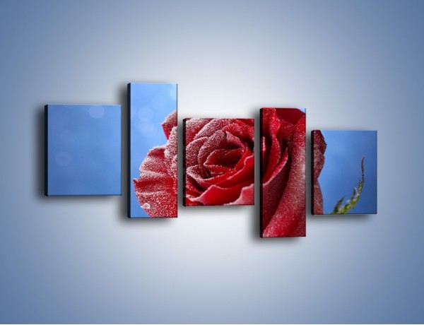 Obraz na płótnie – Róża w chłodne dni – pięcioczęściowy K597W7