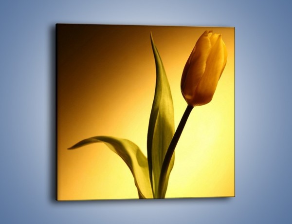 Obraz na płótnie – Tulipan w samotności – jednoczęściowy kwadratowy K286