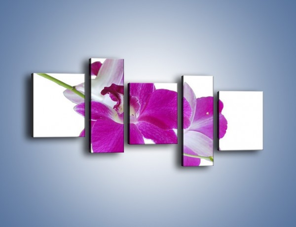 Obraz na płótnie – Rozwinięty kwiat w wodnym odbiciu – pięcioczęściowy K673W7
