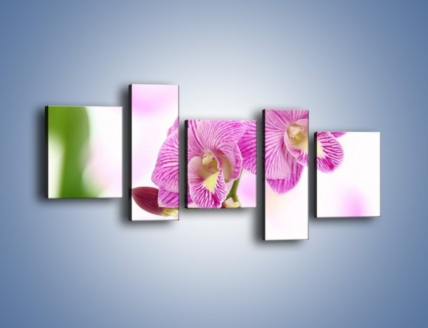 Obraz na płótnie – Kwiat pełen pasji – pięcioczęściowy K689W7
