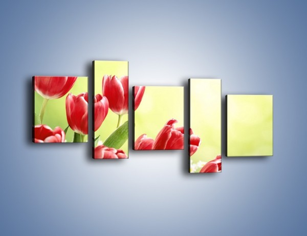 Obraz na płótnie – Polne tulipany i stokrotki – pięcioczęściowy K789W7