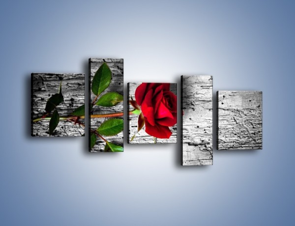 Obraz na płótnie – Róża na surowym tle – pięcioczęściowy K843W7