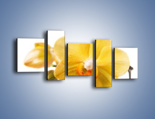 Obraz na płótnie – Kwiat jak soczysta pomarańcza – pięcioczęściowy K851W7