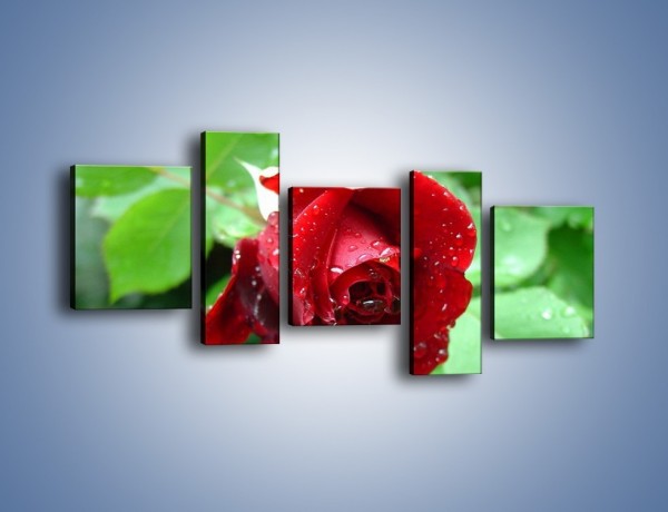 Obraz na płótnie – Zdrowa róża w ogrodzie – pięcioczęściowy K875W7