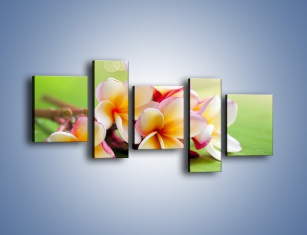 Obraz na płótnie – Nowa odmiana magnolii – pięcioczęściowy K899W7