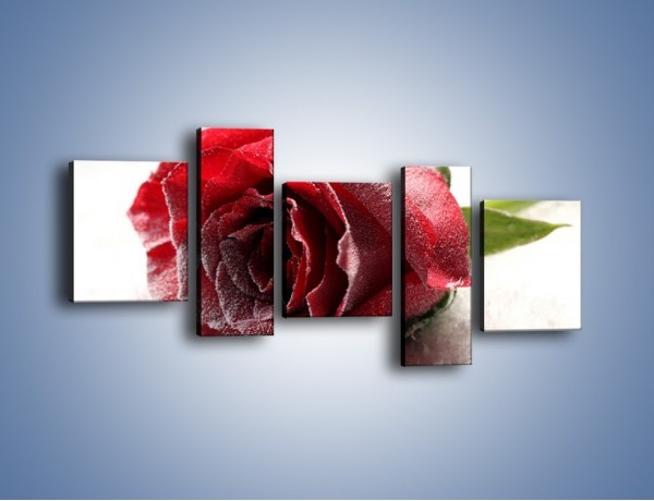 Obraz na płótnie – Zimne podłoże i czerwona róża – pięcioczęściowy K933W7