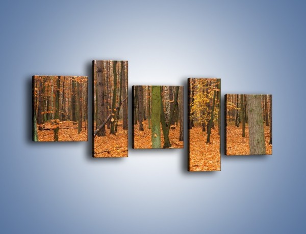 Obraz na płótnie – Las obsypany jesiennymi liśćmi – pięcioczęściowy KN396W7