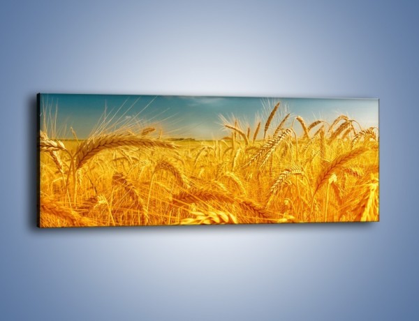 Obraz na płótnie – Kłosy w kolorze miodu – jednoczęściowy panoramiczny KN593