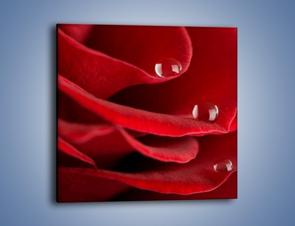 Obraz na płótnie – Krople łzy na róży – jednoczęściowy kwadratowy K312