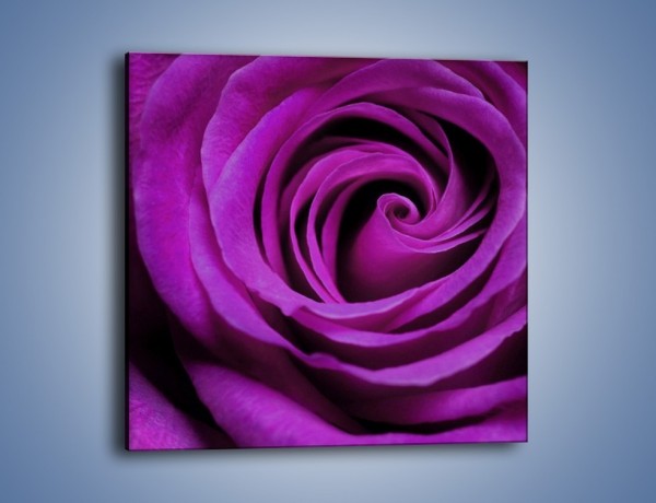 Obraz na płótnie – Tajemniczy różany fiolet – jednoczęściowy kwadratowy K313