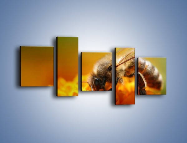 Obraz na płótnie – Pszczoła zbierająca nektar – pięcioczęściowy Z002W7
